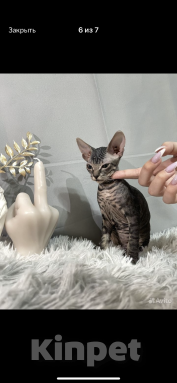 Кошки в Люберцах: Котята с документами  Девочка, 20 000 руб. - фото 2