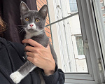 Кошки в Москве: Котенок Маркус ищет дом Мальчик, Бесплатно - фото 4