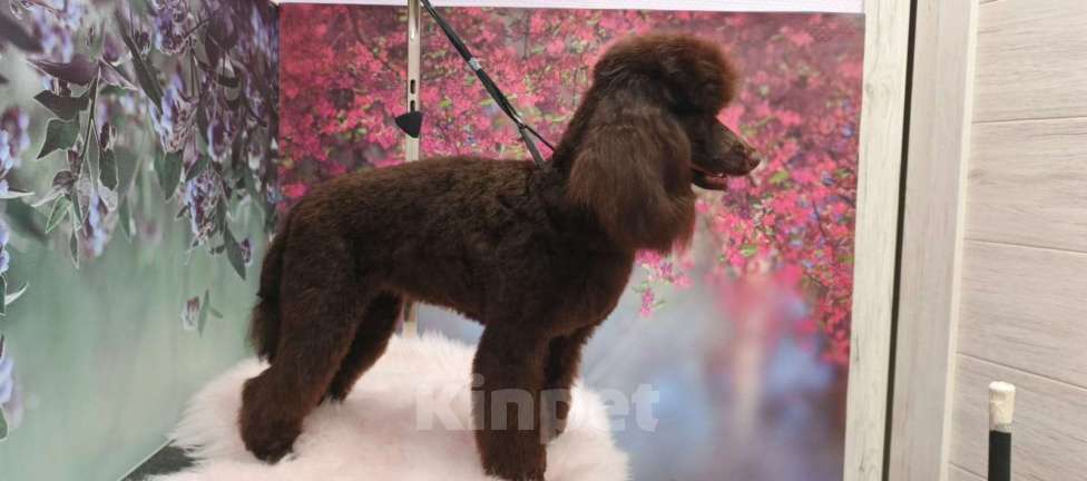 Собаки в Твери: Сука шоколадная миниатюра 9 месяцев РКФ Девочка, 120 000 руб. - фото 5