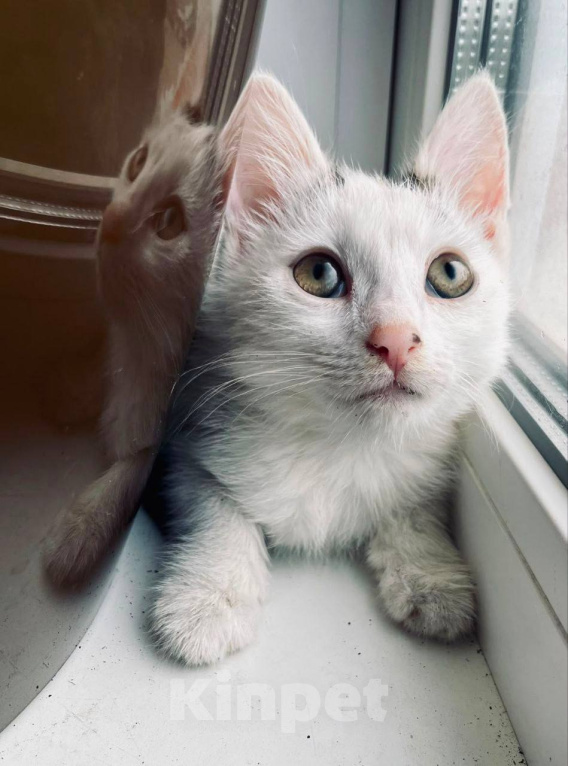 Кошки в Москве: Котенок Семен ищет дом Мальчик, Бесплатно - фото 3