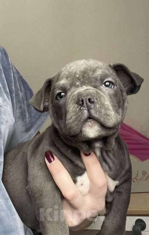 Собаки в Екатеринбурге: Американский булли, щенки Мальчик, 50 000 руб. - фото 1