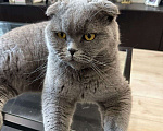 Кошки в Химках: Шотландский вислоухий кот Мальчик, Бесплатно - фото 4