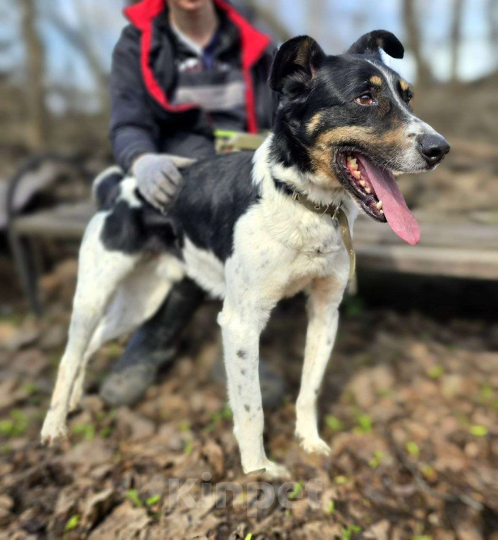Собаки в Королеве: СуперПёс Анжело! Мальчик, Бесплатно - фото 6