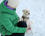 Собаки в Санкт-Петербурге: Маленькая собака в добрые Бо Мальчик, Бесплатно - фото 2