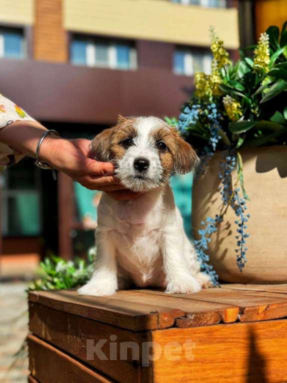 Собаки в Красноярске: Щенок Джек Рассел Терьер от Чемпионов c родословной Девочка, 30 000 руб. - фото 3