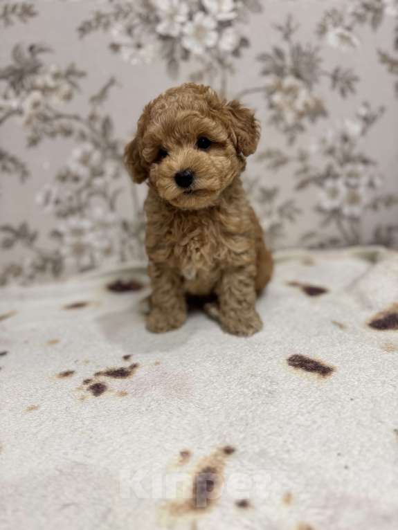 Собаки в Новосибирске: Той пудель, щенки Мальчик, 50 000 руб. - фото 3