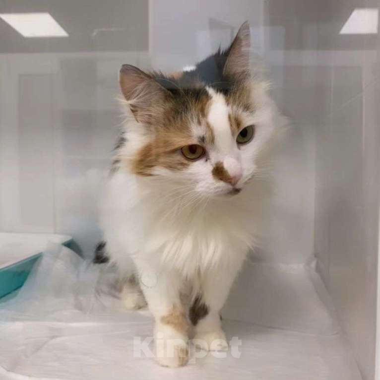 Кошки в Москве: Таких, как Муся, не выбирают Девочка, Бесплатно - фото 2