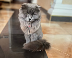 Кошки в Москве: Продаю котеночка Мальчик, 3 000 руб. - фото 8