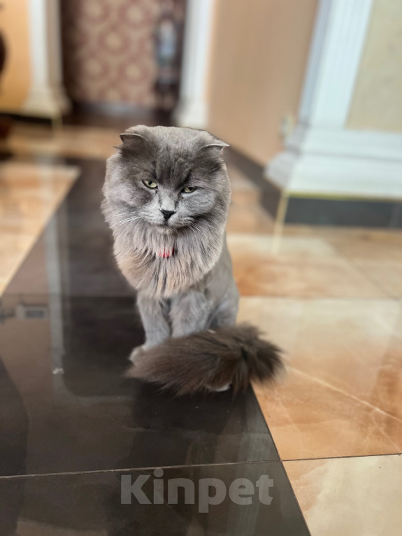 Кошки в Москве: Продаю котеночка Мальчик, 3 000 руб. - фото 8