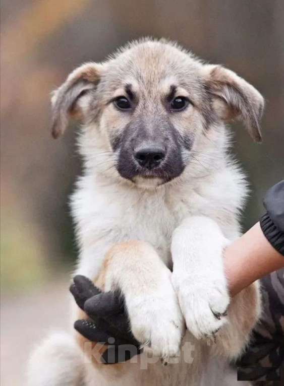 Собаки в Наро-Фоминске: Лорд якутенок в добрые руки Мальчик, Бесплатно - фото 5