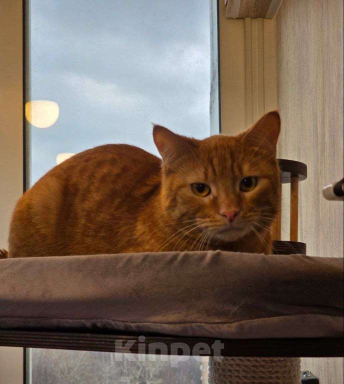 Кошки в Москве: кот Апероль ищет дом Мальчик, Бесплатно - фото 7