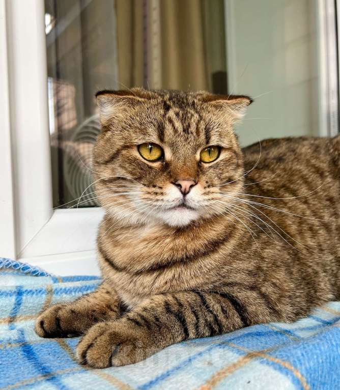 Кошки в Москве: Вислоухий котик Оскар ищет дом, в добрые руки  Мальчик, Бесплатно - фото 4