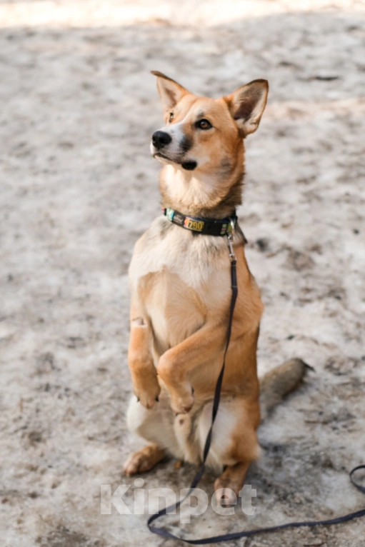Собаки в Санкт-Петербурге: Собаки из приюта: нежный молодой Рей Мальчик, Бесплатно - фото 2