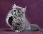 Кошки в Барнауле: Котик Юкотан💙 Мальчик, Бесплатно - фото 7