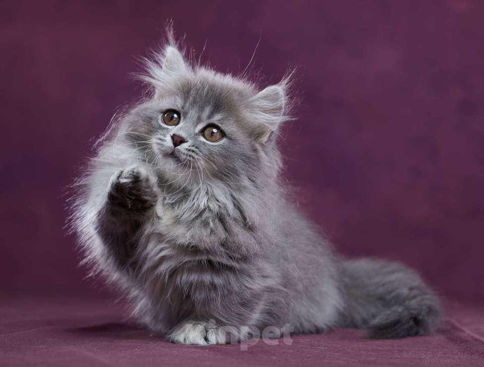 Кошки в Барнауле: Котик Юкотан💙 Мальчик, Бесплатно - фото 7