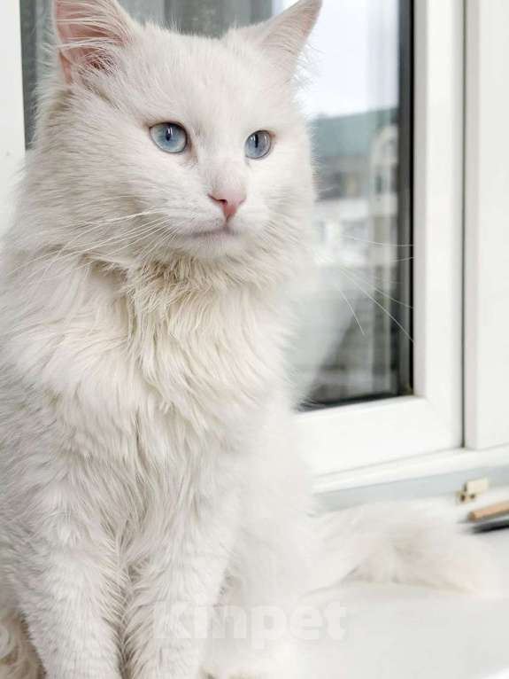 Кошки в Москве: Дунай ищет дом Мальчик, Бесплатно - фото 2