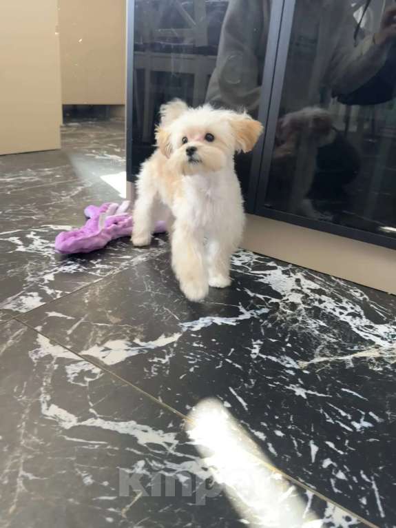 Собаки в Москве: Мини девочка мальтипу ф1 Девочка, 120 000 руб. - фото 5