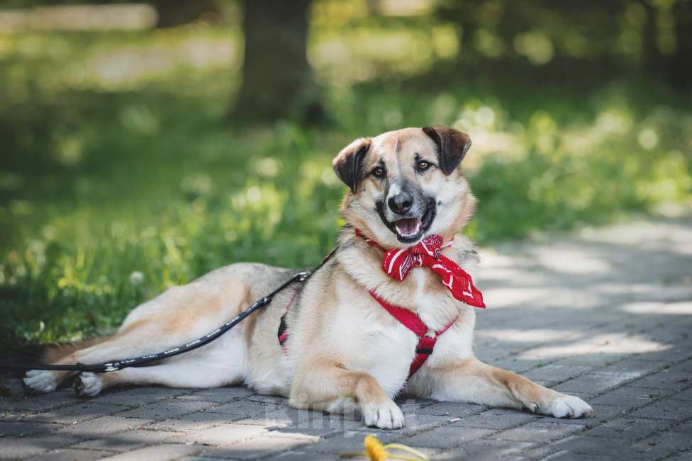 Собаки в Москве: Чудесная Мэлс ищет дом Девочка, Бесплатно - фото 2