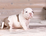 Собаки в Королеве: Американский булли Девочка, 150 000 руб. - фото 1