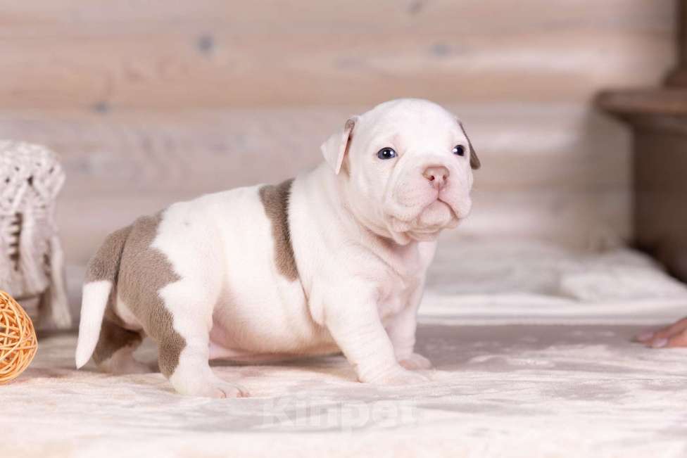 Собаки в Королеве: Американский булли Девочка, 150 000 руб. - фото 1