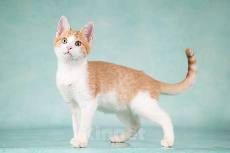 Кошки в Москве: Очень ласковый и ручной рыжий котенок Хомочка в добрые руки Девочка, 1 руб. - фото 6