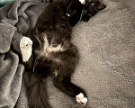 Кошки в Москве: Отдам черно-белого котенка в добрые руки 🥺 Мальчик, Бесплатно - фото 4