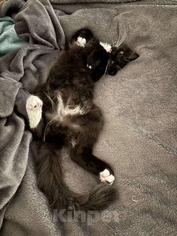 Кошки в Москве: Отдам черно-белого котенка в добрые руки 🥺 Мальчик, Бесплатно - фото 4