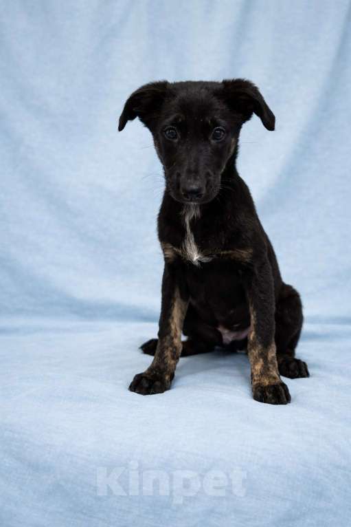 Собаки в Химках: Мальчик Элвис Мальчик, Бесплатно - фото 6