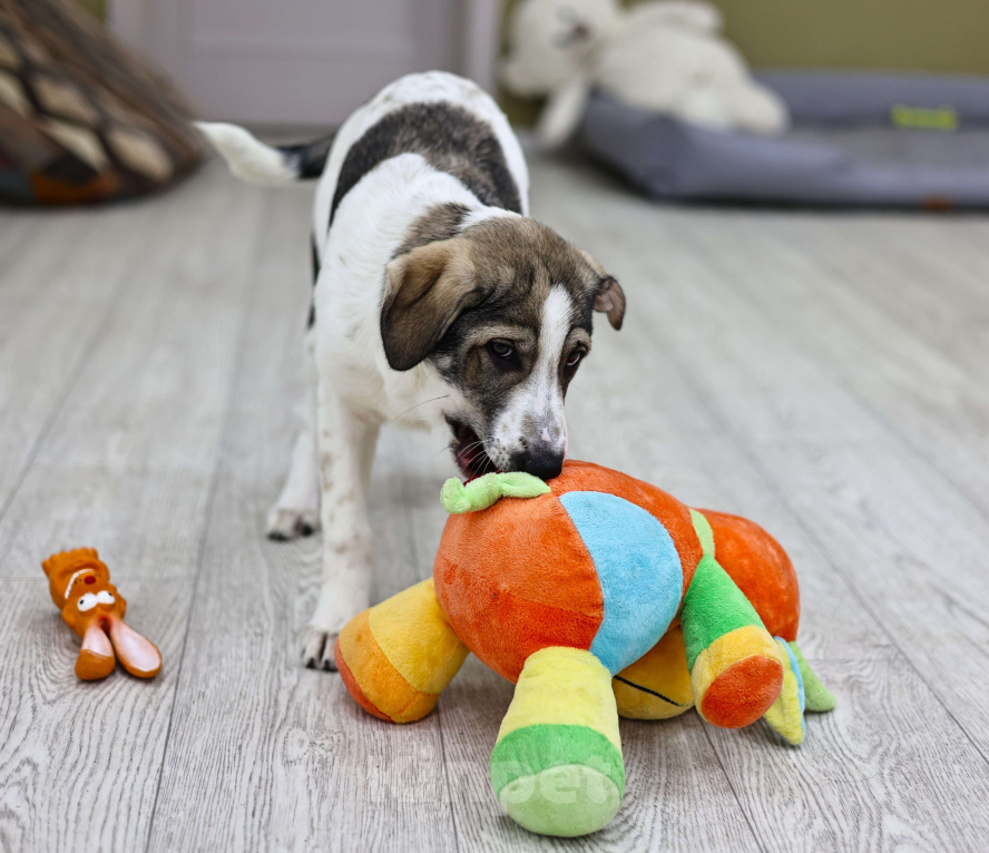 Собаки в Москве: Щенок в добрые руки бесплатно Москва Девочка, Бесплатно - фото 6