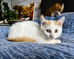 Кошки в Старом Купавне: Котята Мальчик, Бесплатно - фото 9