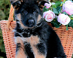 Собаки в Котельнике: Красивые щенки, 35 000 руб. - фото 2