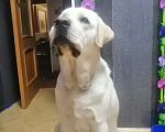 Собаки в Бийске: Вязка, 1 руб. - фото 2
