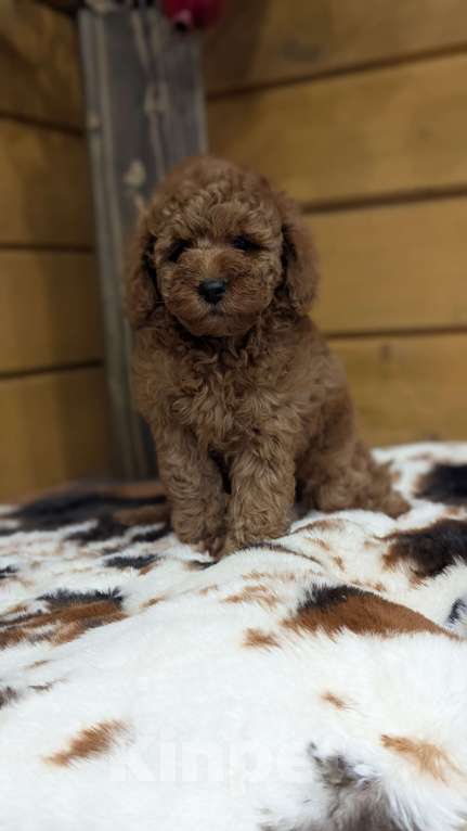 Собаки в Москве: Мальчик пуделя Мальчик, 80 000 руб. - фото 2