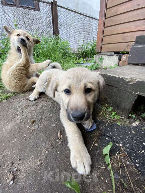 Собаки в Ногинске: Батон Мальчик, 10 руб. - фото 1