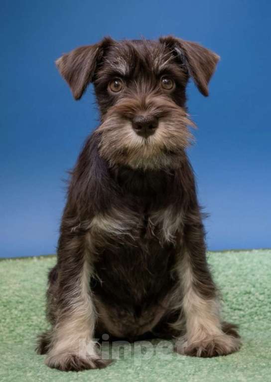 Собаки в Екатеринбурге: Шоколадная девочка цвергшнауцер Девочка, Бесплатно - фото 1