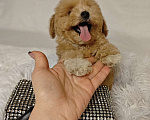 Собаки в Москве: Мальтипу Тедди мини девочка Девочка, 100 000 руб. - фото 1