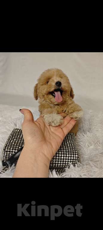 Собаки в Москве: Мальтипу Тедди мини девочка Девочка, 100 000 руб. - фото 1