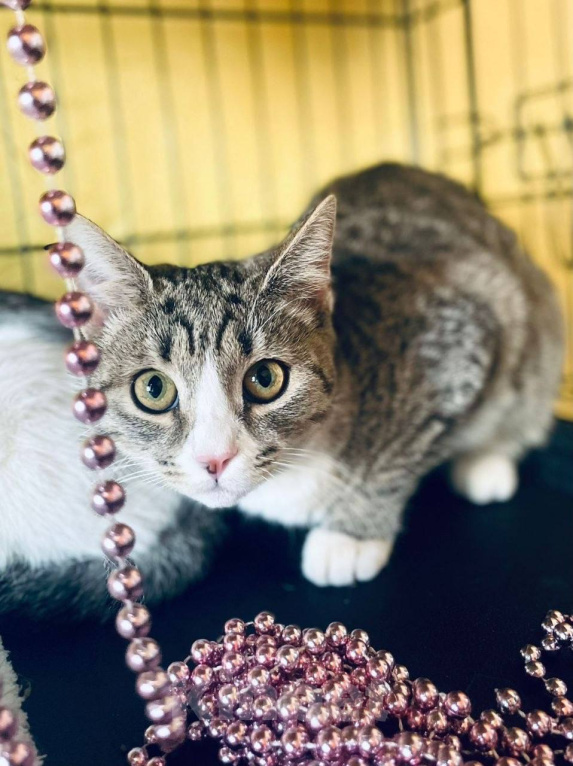 Кошки в Москве: Котенок Миса ищет дом Девочка, Бесплатно - фото 5