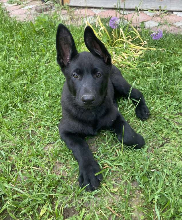 Собаки в Высоковске: Темида Девочка, 40 000 руб. - фото 2