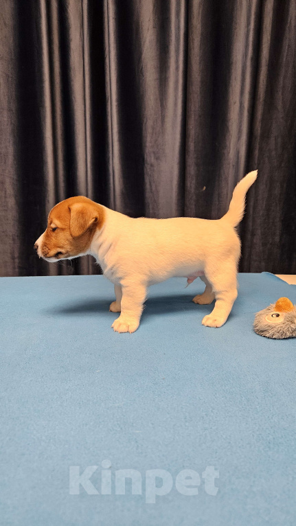 Собаки в Воронеже: Мальчик Джек Рассел терьер Мальчик, 25 000 руб. - фото 2