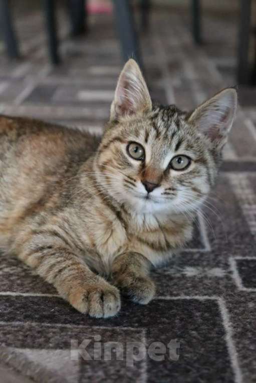 Кошки в Москве: Кристи ищет семью Девочка, Бесплатно - фото 4