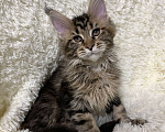 Кошки в Киселевске: Котята Мейн Кун Девочка, 40 000 руб. - фото 1