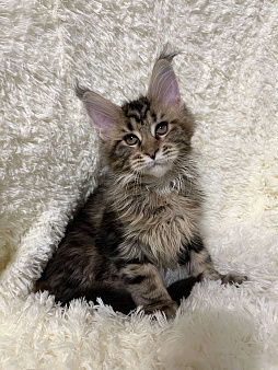 Котята Мейн Кун