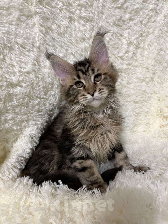 Кошки в Киселевске: Котята Мейн Кун Девочка, 40 000 руб. - фото 1