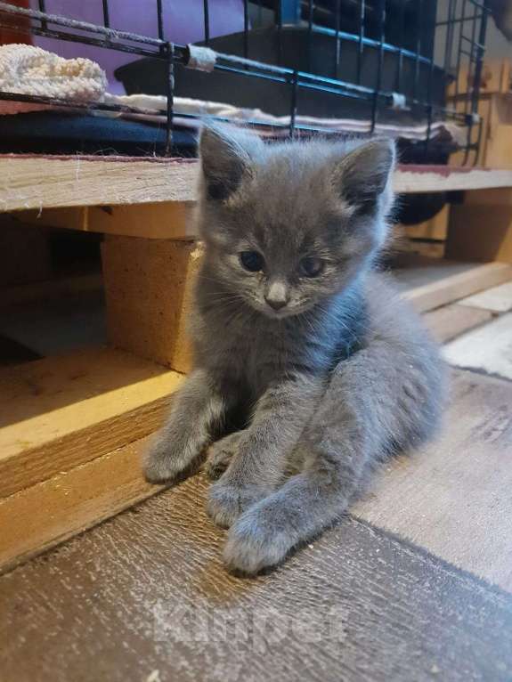 Кошки в Москве: Котята в добрые руки Девочка, Бесплатно - фото 2