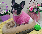 Собаки в Москве: Щенки французского бульдога СРОЧНО! Девочка, Бесплатно - фото 1