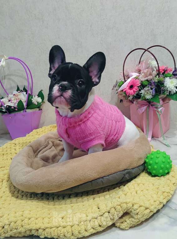 Собаки в Москве: Щенки французского бульдога СРОЧНО! Девочка, Бесплатно - фото 1