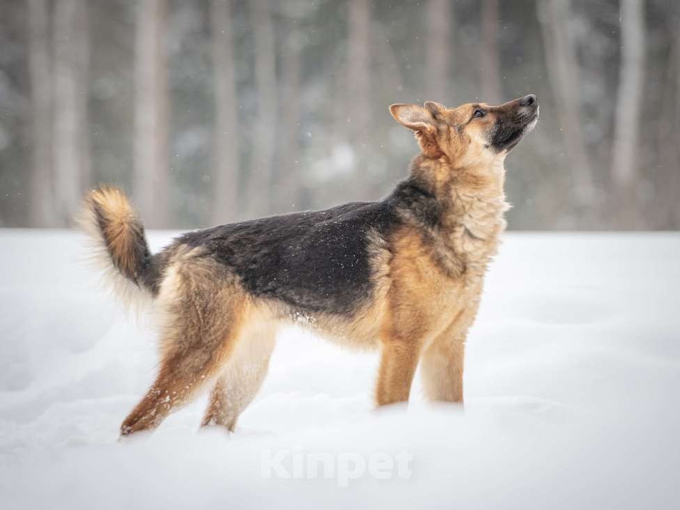 Собаки в Клине: Фундук — ласковый добряк, который ищет свою семью Мальчик, Бесплатно - фото 7