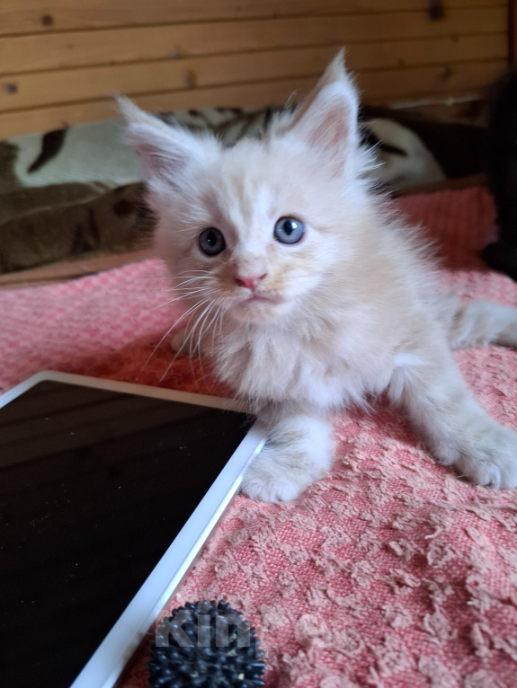 Кошки в Москве: Кремовый малыш Мальчик, Бесплатно - фото 1