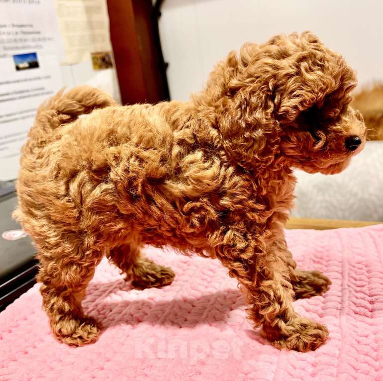 Собаки в Владивостоке: Продаётся мальчик той-пудель красный  Мальчик, 100 000 руб. - фото 5